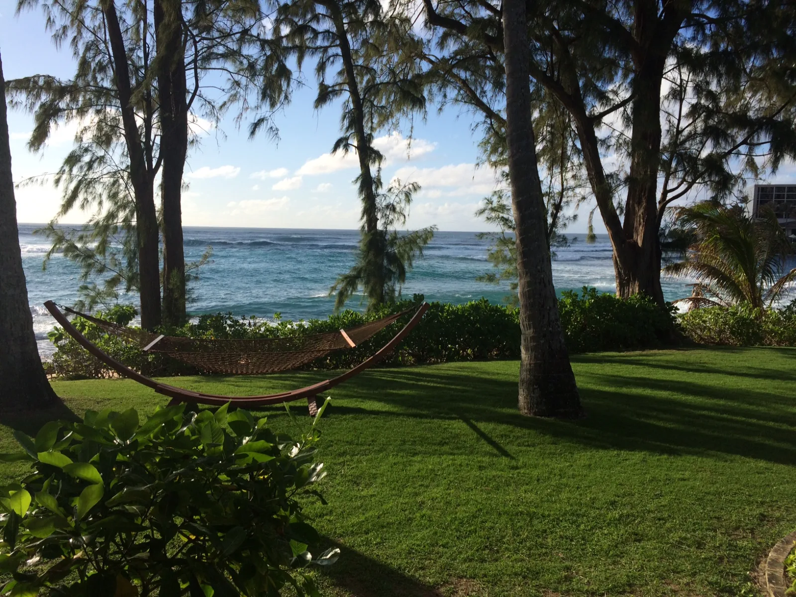 Oceanfront lawn and hammocks at Turtle Bay
